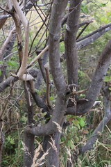 Santalum paniculatum