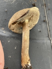 Porphyrellus sordidus