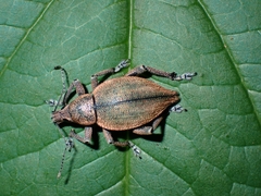 Elytrurus marginatus