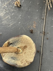 Porphyrellus sordidus