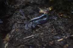 Plethodon metcalfi