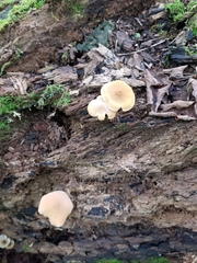 Tricholomopsis decora