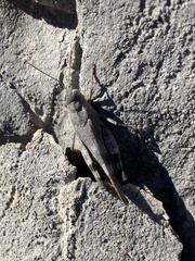 Oedipoda germanica