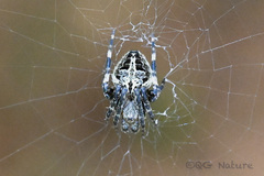 Neoscona multiplicans