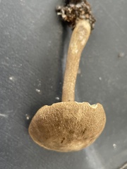 Porphyrellus sordidus