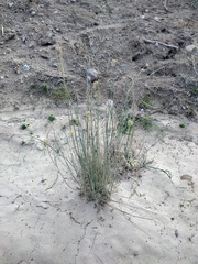 Asclepias subulata