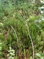 Polytrichum strictum