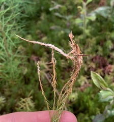 Polytrichum strictum