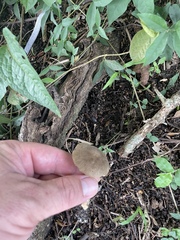 Porphyrellus sordidus