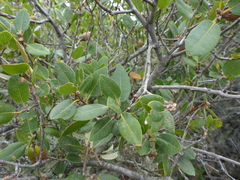 Quercus wislizeni