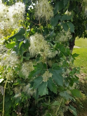 Clematis ligusticifolia