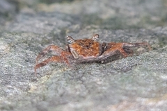 Brachyura