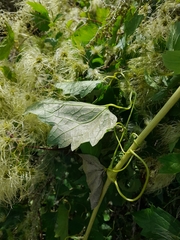 Clematis ligusticifolia