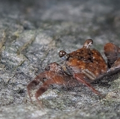 Brachyura