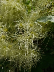 Clematis ligusticifolia