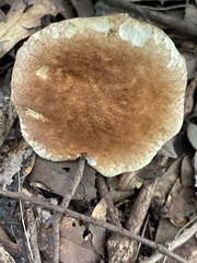 Gyroporus