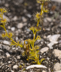 Drosera ramellosa