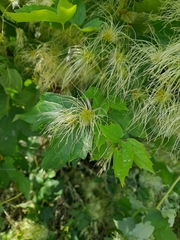 Clematis ligusticifolia