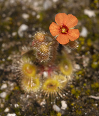 Drosera glanduligera
