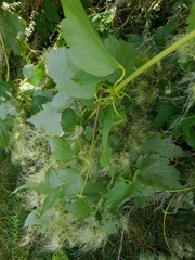 Clematis ligusticifolia