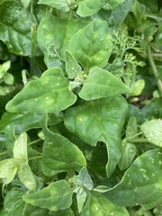 Tetragonia