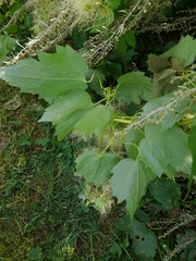 Clematis ligusticifolia