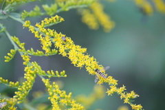 Sphaerophoria contigua