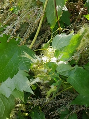Clematis ligusticifolia