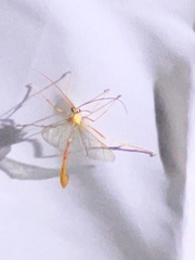 Enicospilus