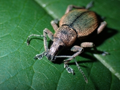 Elytrurus marginatus