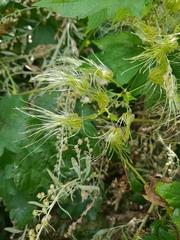 Clematis ligusticifolia