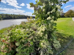 Clematis ligusticifolia