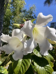 Beaumontiinae