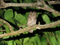 Otus elegans