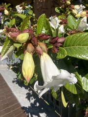 Beaumontiinae