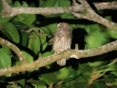 Otus elegans