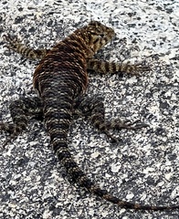 Sceloporus orcutti