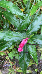 Persicaria amphibia
