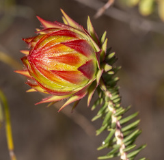Darwinia neildiana