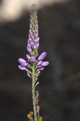 Comesperma calymega