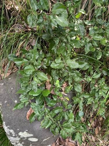 Elaeagnus rotundata iNat (1)