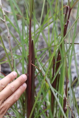 Schizachyrium condensatum