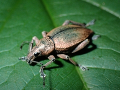 Elytrurus marginatus