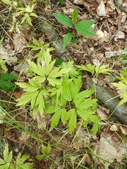 Anemonoides nemorosa