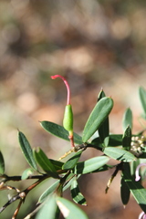 Grevillea sericea
