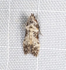 Hypatima baliodes