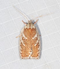 Euchaetis rhizobola