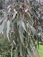 Eucalyptus camaldulensis