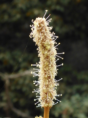 Chrysolepis chrysophylla