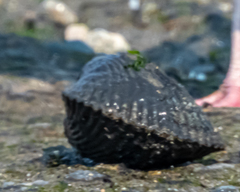 Clinocardium nuttallii